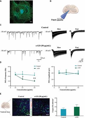 3D Organotypic Spinal Cultures: Exploring Neuron and Neuroglia Responses Upon Prolonged Exposure to Graphene Oxide